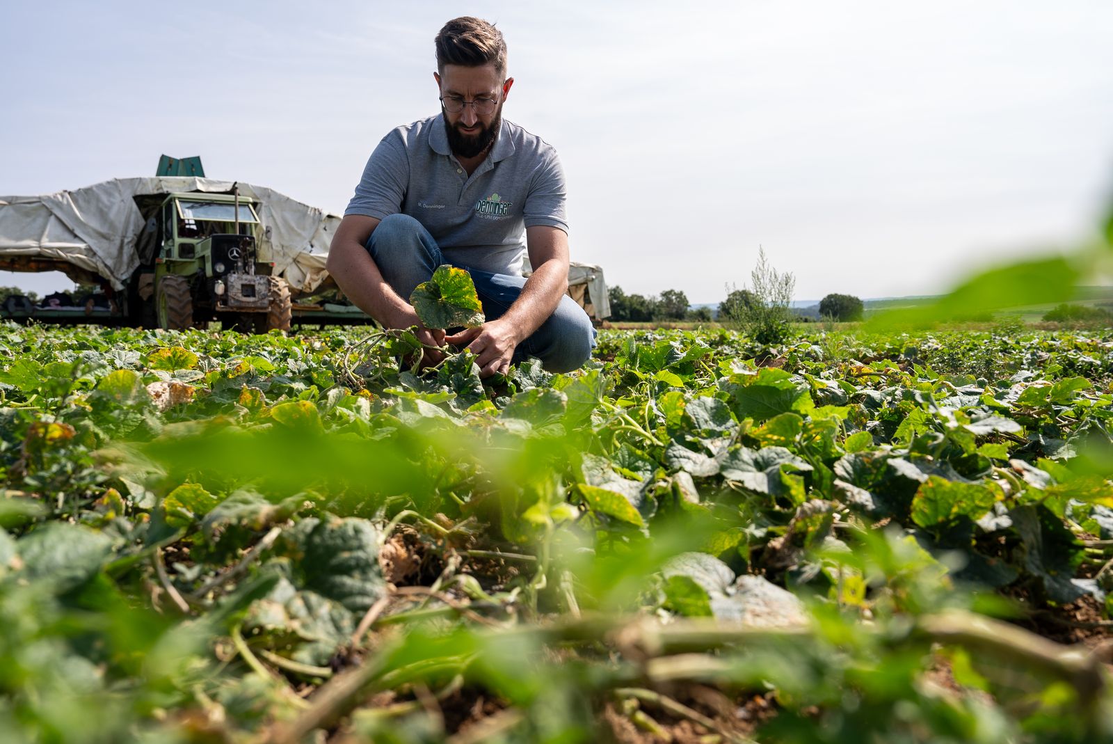 Unternehmensreportage – Landwirt prüft Gurkenpflanzen vor Erntemaschine